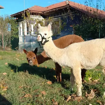Lebed Srebŭrna